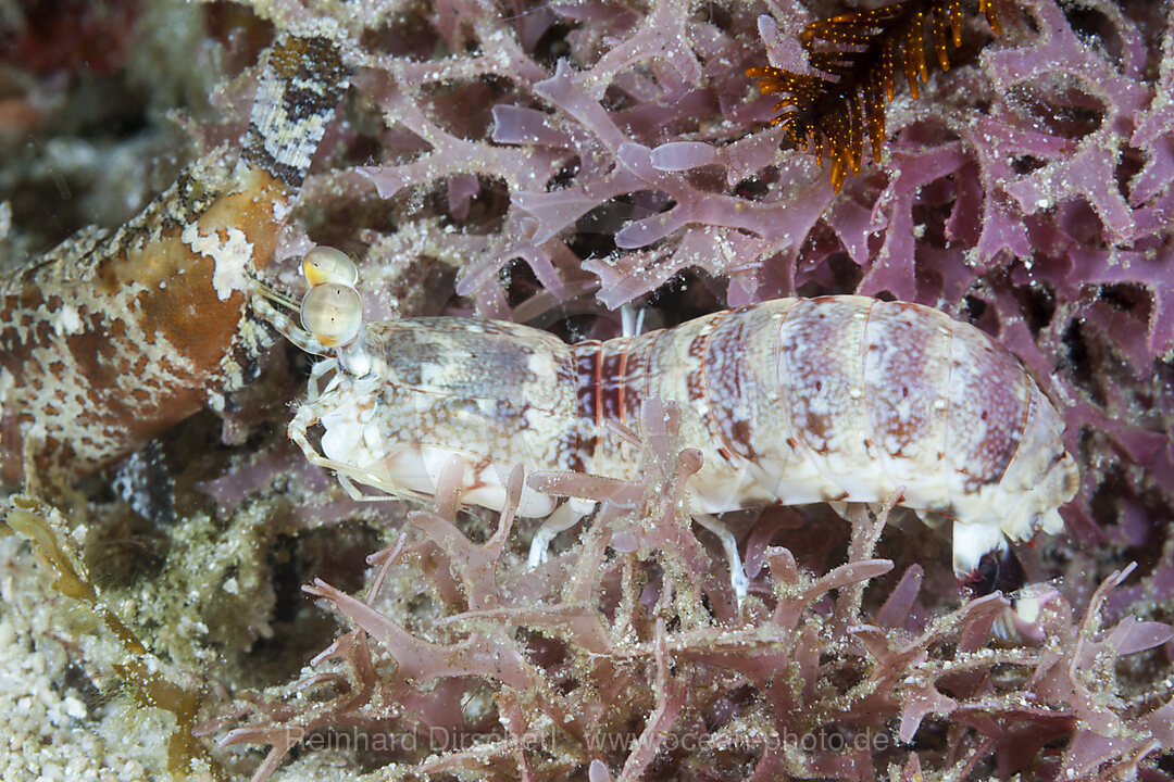 Pink-Ohr-Fangschreckenkrebs, Odontodactylus latirostris, Raja Ampat, West Papua, Indonesien