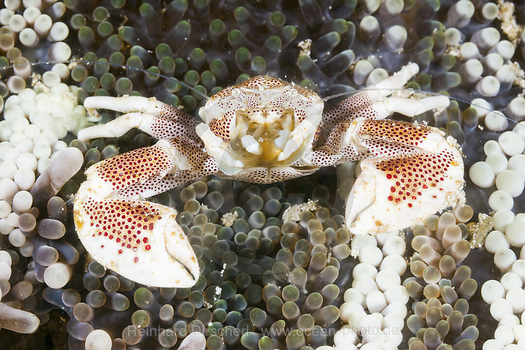 Porzellan-Krabbe in Anemone, Neopetrolisthes maculatus, Raja Ampat, West Papua, Indonesien