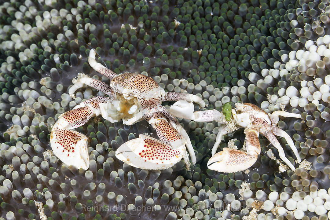 Porzellan-Krabbe in Anemone, Neopetrolisthes maculatus, Raja Ampat, West Papua, Indonesien