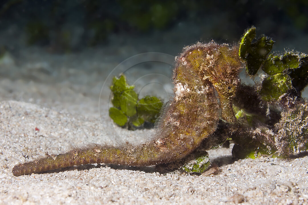 Seepferdchen, Hippocampus kuda, Raja Ampat, West Papua, Indonesien