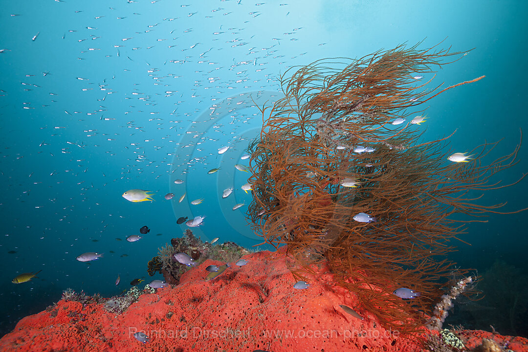 Buntes Korallenriff, Raja Ampat, West Papua, Indonesien