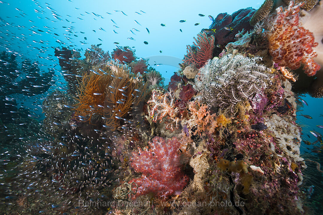 Artenreiches Korallenriff, Raja Ampat, West Papua, Indonesien