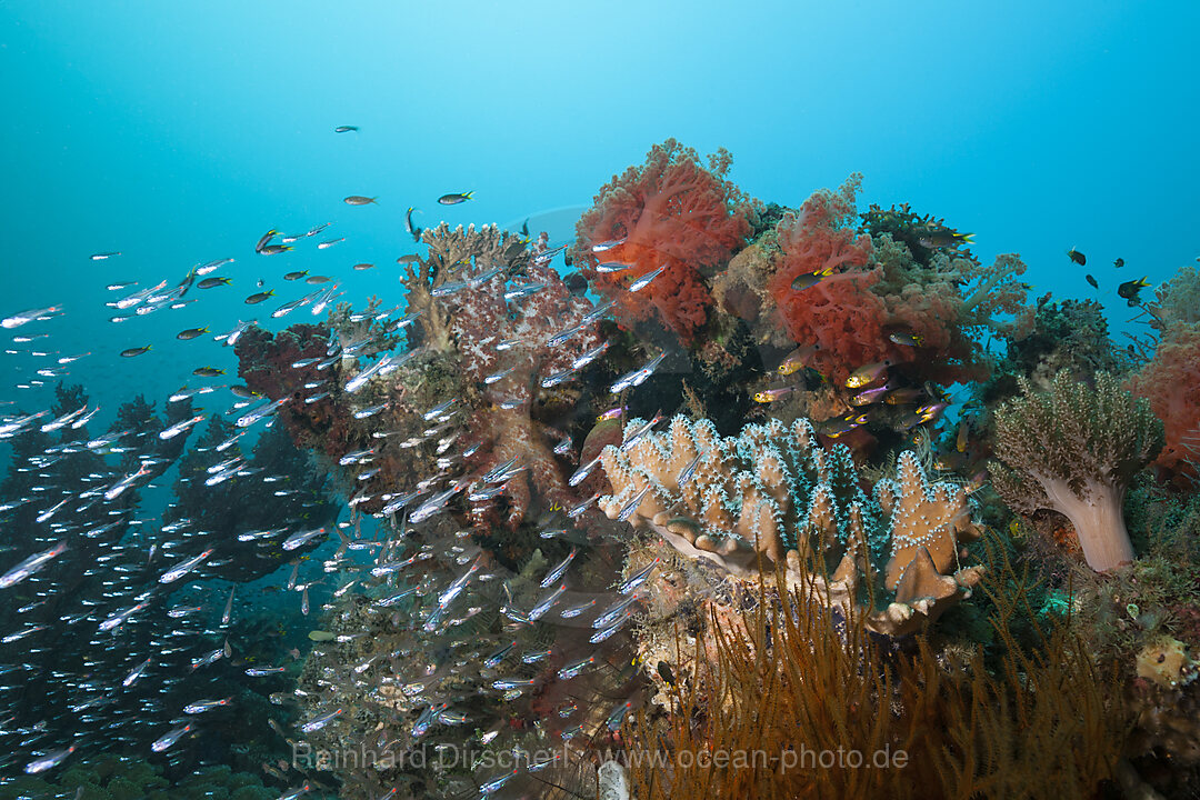 Artenreiches Korallenriff, Raja Ampat, West Papua, Indonesien