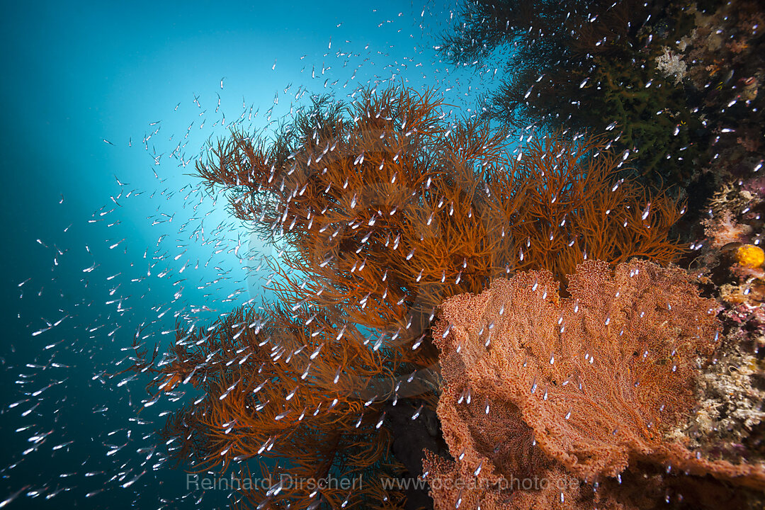 Buntes Korallenriff, Raja Ampat, West Papua, Indonesien