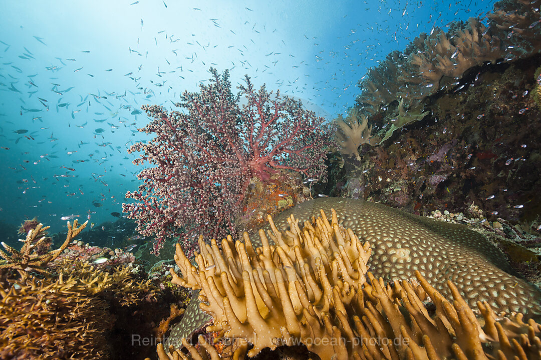 Buntes Korallenriff, Raja Ampat, West Papua, Indonesien