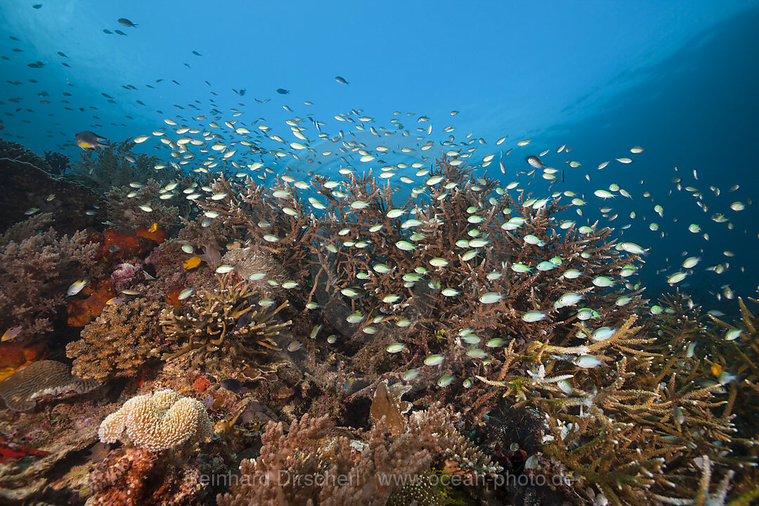 Species rich Coral Reef, Raja Ampat, West Papua, Indonesia