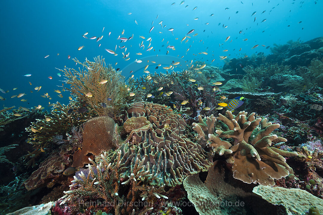 Artenreiches Korallenriff, Raja Ampat, West Papua, Indonesien