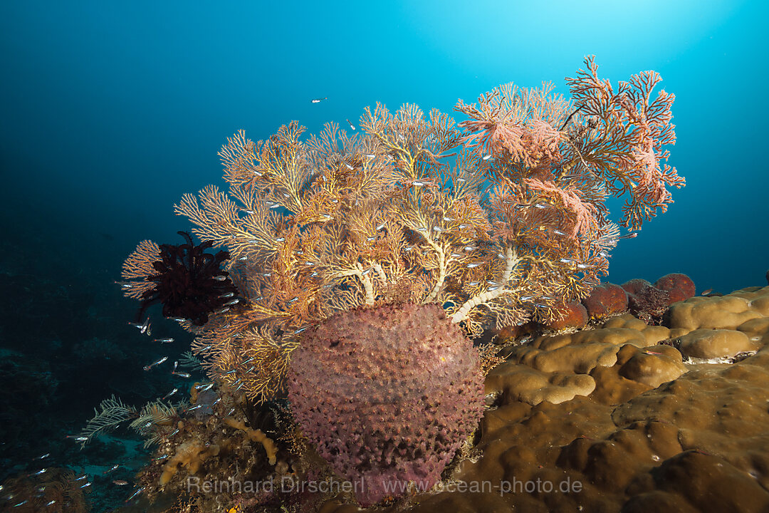 Artenreiches Korallenriff, Raja Ampat, West Papua, Indonesien