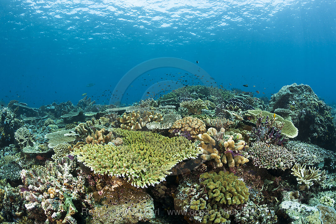 Hartkorallenriff, Raja Ampat, West Papua, Indonesien