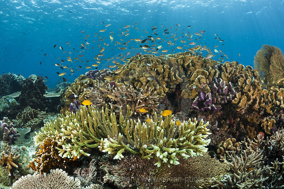 Hartkorallenriff, Raja Ampat, West Papua, Indonesien