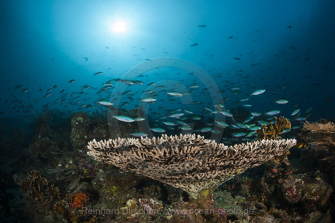 Hartkorallenriff, Raja Ampat, West Papua, Indonesien