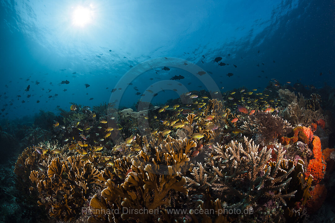 Hartkorallenriff, Raja Ampat, West Papua, Indonesien