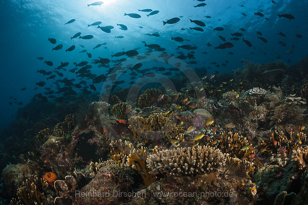 Hard Coral Reef, Raja Ampat, West Papua, Indonesia