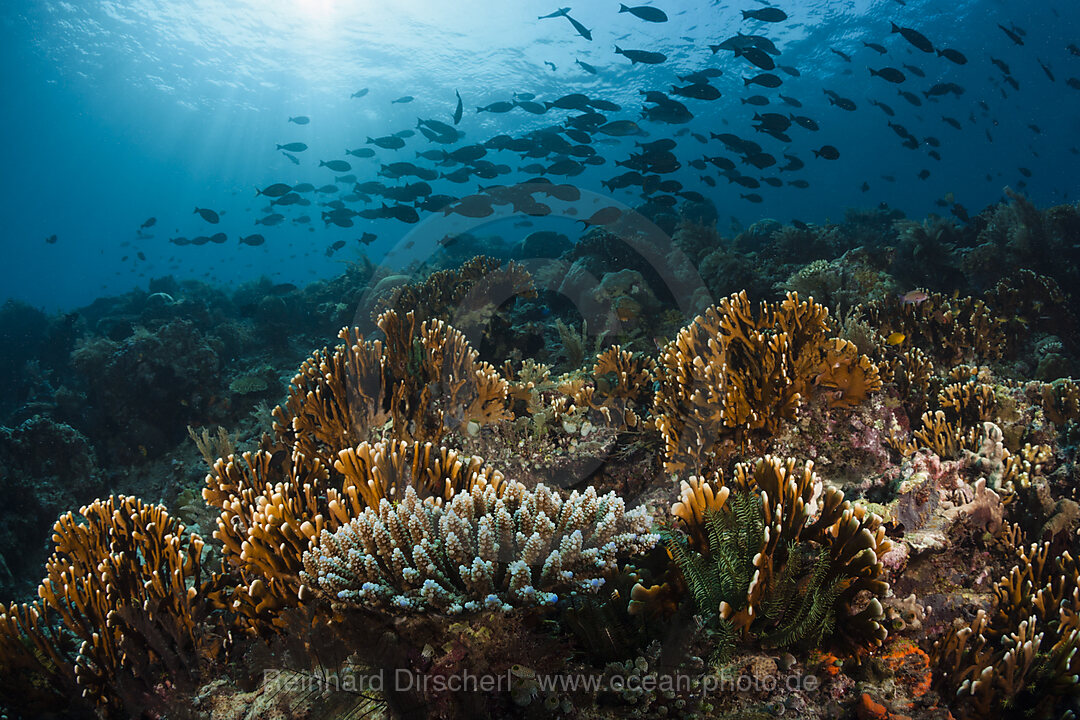 Hard Coral Reef, Raja Ampat, West Papua, Indonesia
