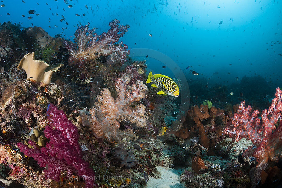 Artenreiches Korallenriff, Raja Ampat, West Papua, Indonesien