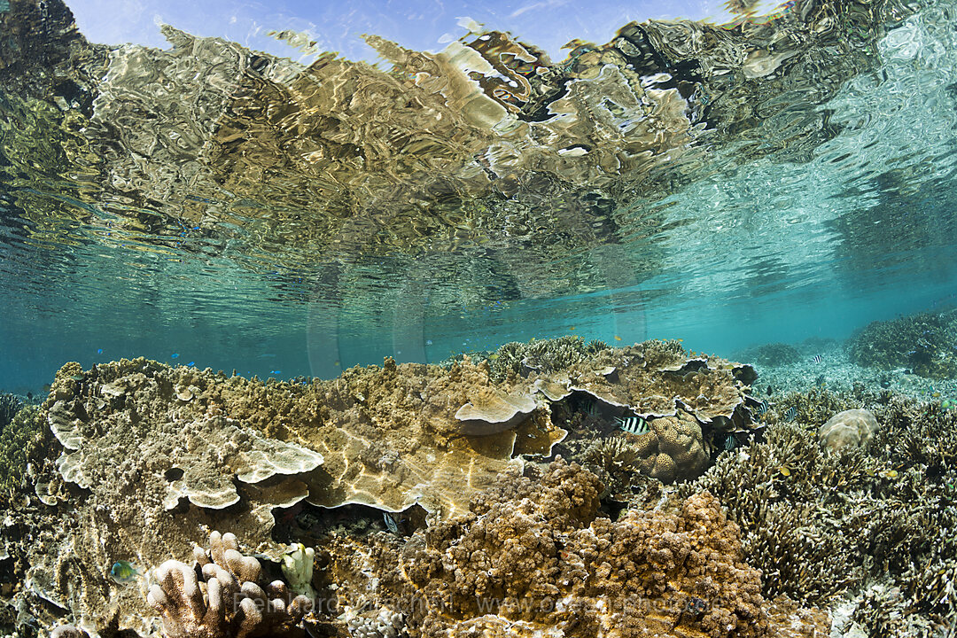 Pristine Reef Top, Raja Ampat, West Papua, Indonesia