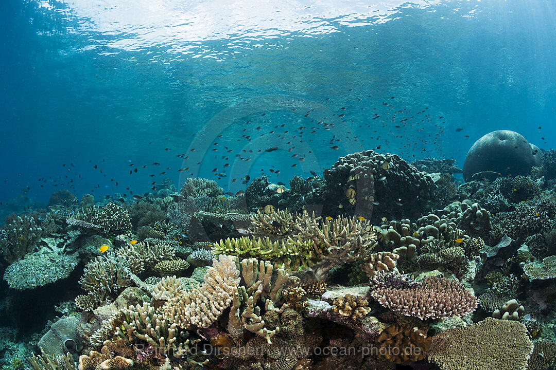 Hartkorallenriff, Raja Ampat, West Papua, Indonesien