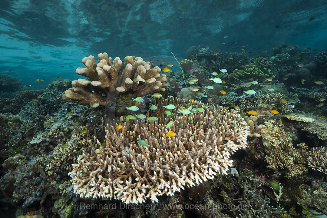 Hard Coral Reef, Raja Ampat, West Papua, Indonesia