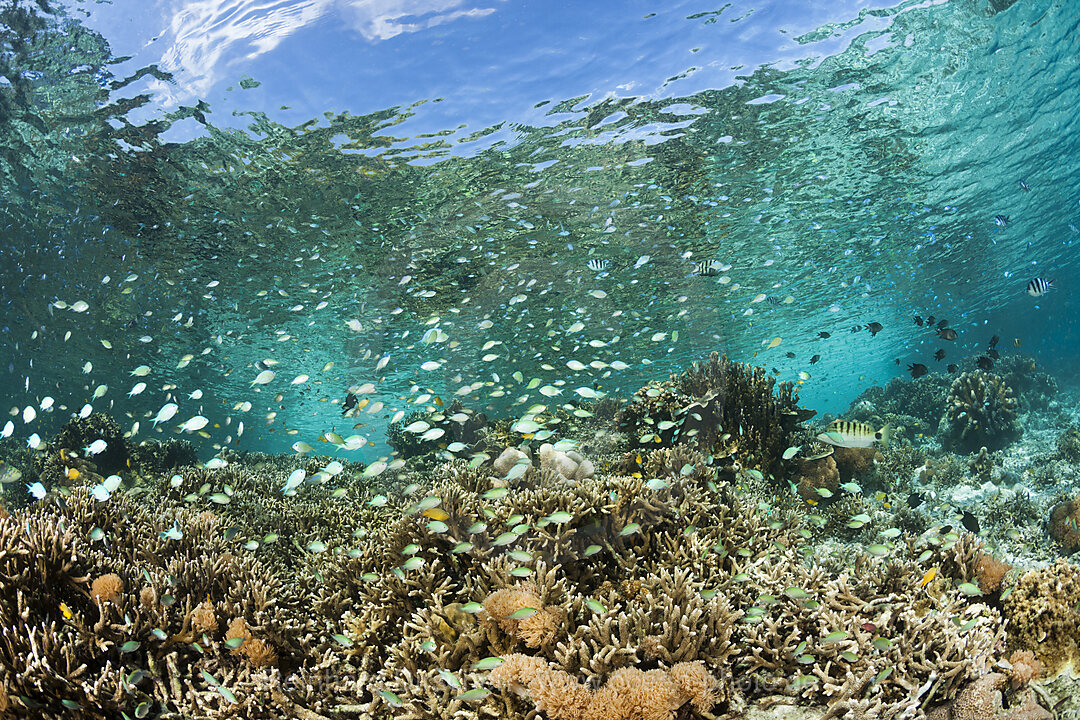 Gesundes Riffdach, Raja Ampat, West Papua, Indonesien