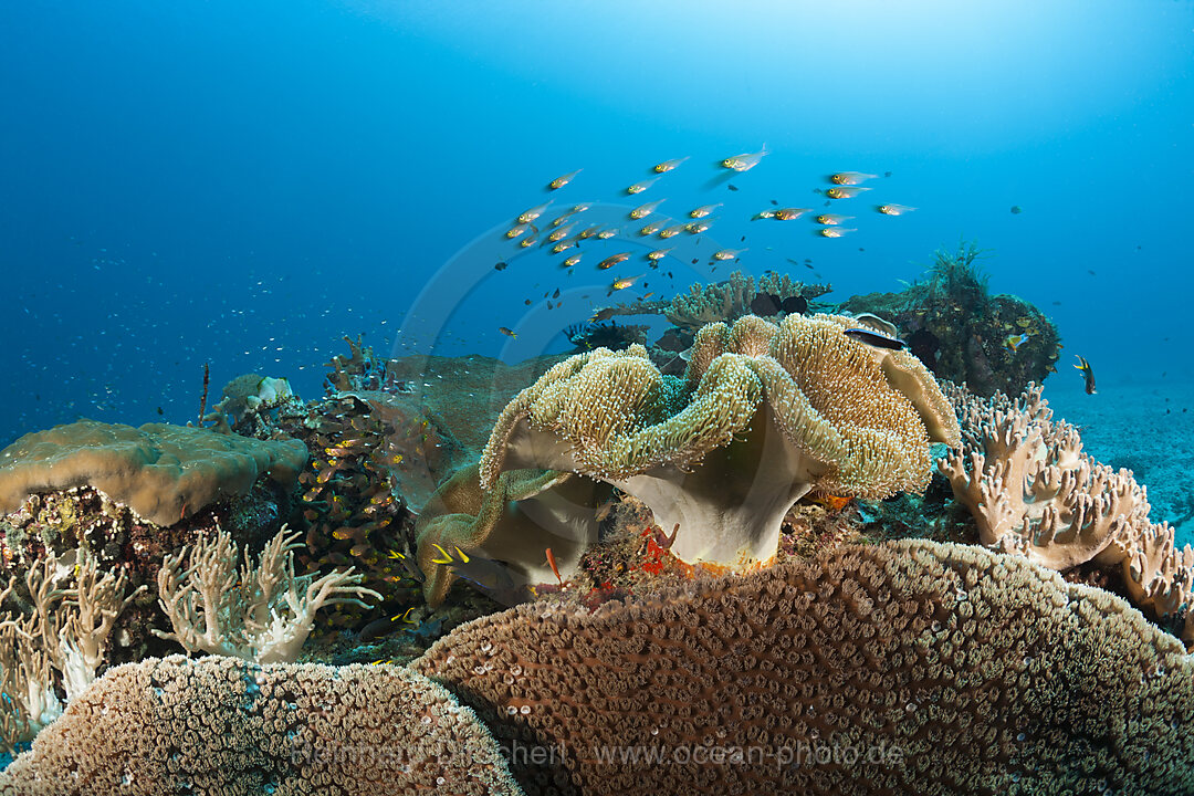 Artenreiches Korallenriff, Raja Ampat, West Papua, Indonesien