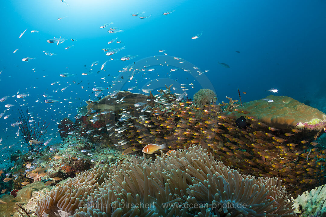 Artenreiches Korallenriff, Raja Ampat, West Papua, Indonesien