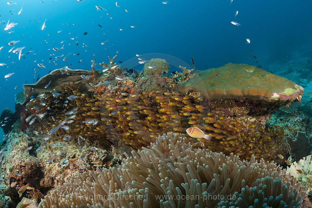 Artenreiches Korallenriff, Raja Ampat, West Papua, Indonesien