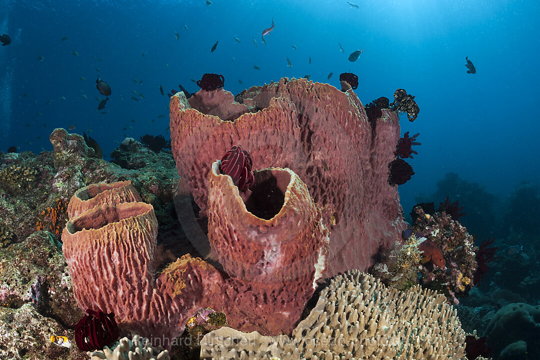 Tonnenschwamm am Riff, Xestospongia testudinaria, Raja Ampat, West Papua, Indonesien