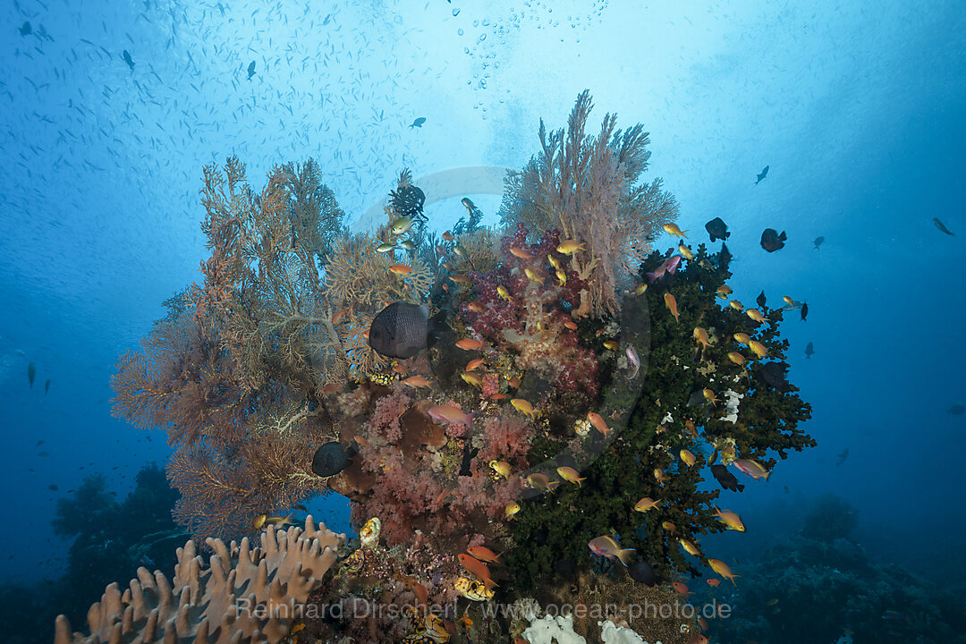 Buntes Korallenriff, Raja Ampat, West Papua, Indonesien