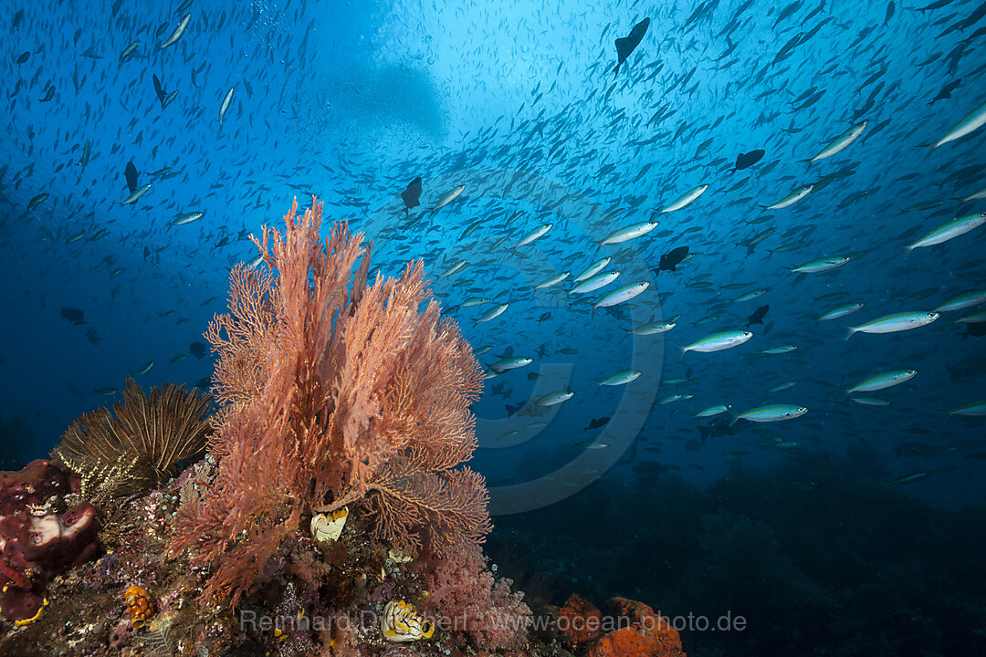 Buntes Korallenriff, Raja Ampat, West Papua, Indonesien