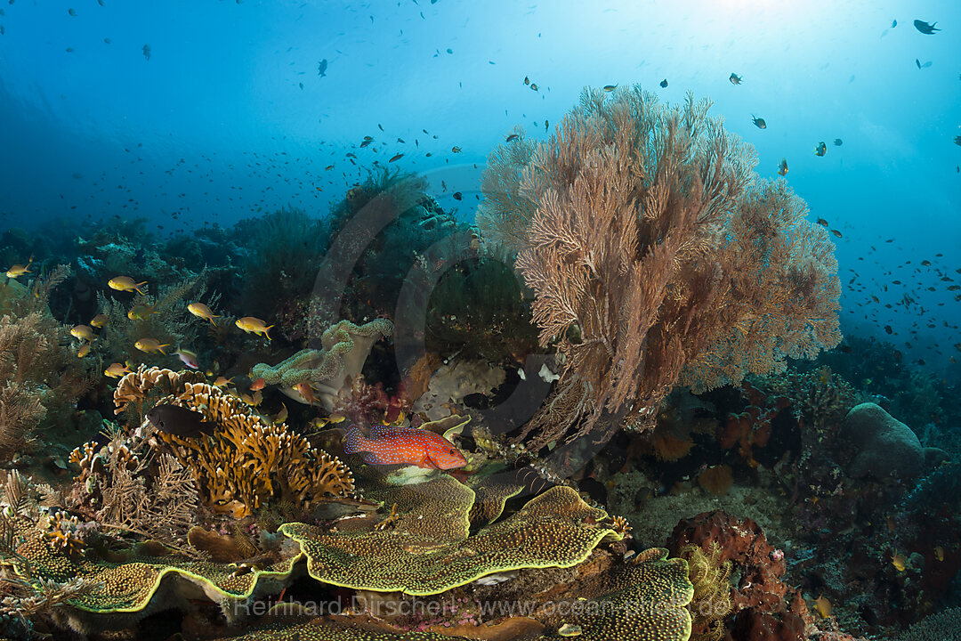 Buntes Korallenriff, Raja Ampat, West Papua, Indonesien