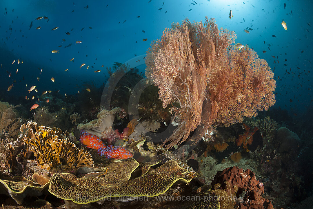 Colored Coral Reef, Raja Ampat, West Papua, Indonesia