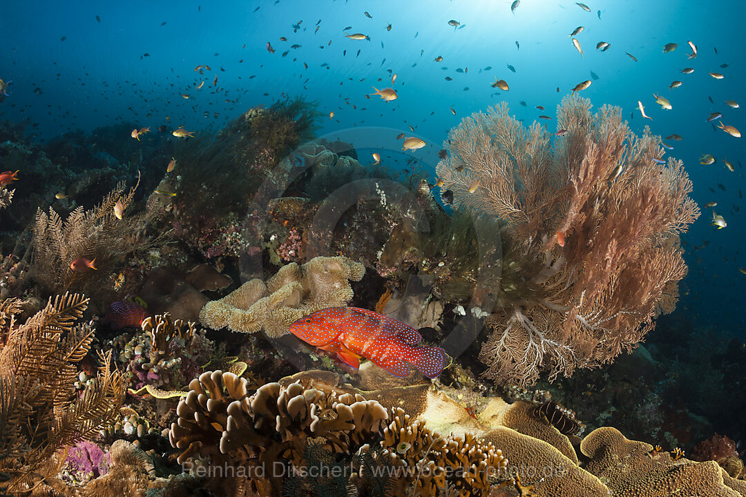 Colored Coral Reef, Raja Ampat, West Papua, Indonesia