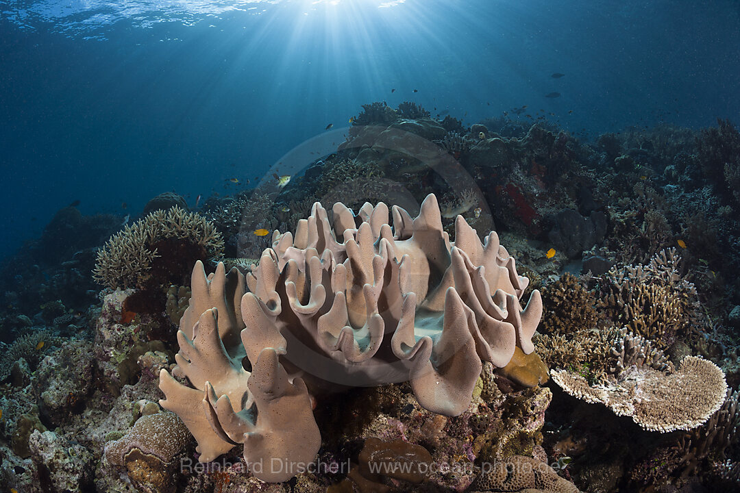 Lederkoralle am Riff, Raja Ampat, West Papua, Indonesien