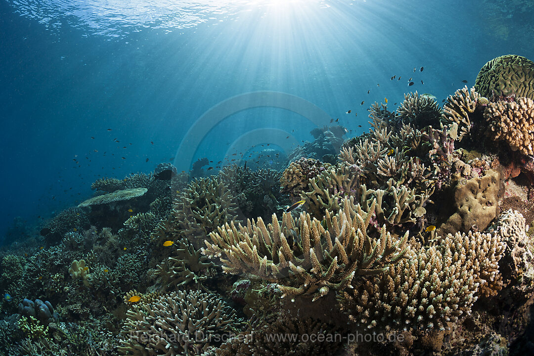 Hard Coral Reef, Raja Ampat, West Papua, Indonesia