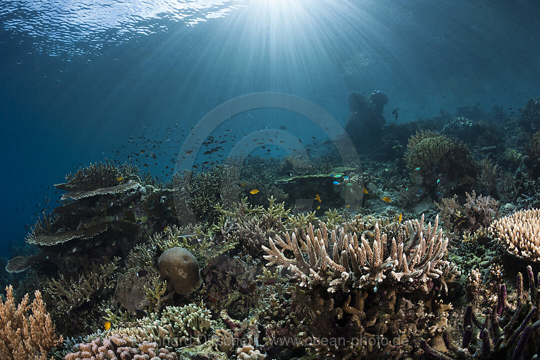 Hartkorallenriff, Raja Ampat, West Papua, Indonesien