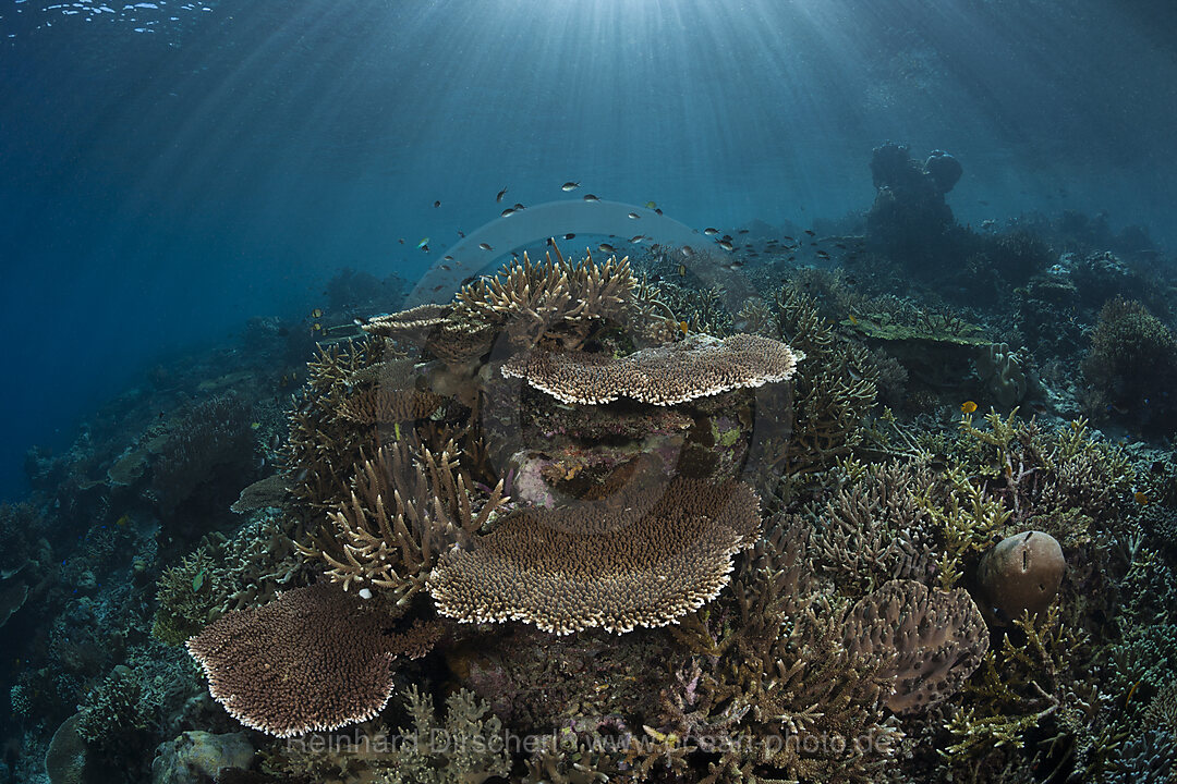 Hartkorallenriff, Raja Ampat, West Papua, Indonesien