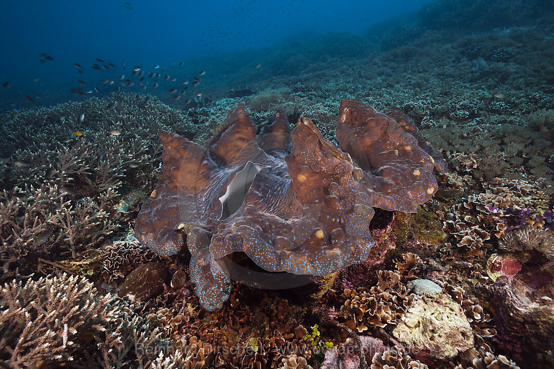 Moerdermuschel im Riff, Tridacna squamosa, Raja Ampat, West Papua, Indonesien