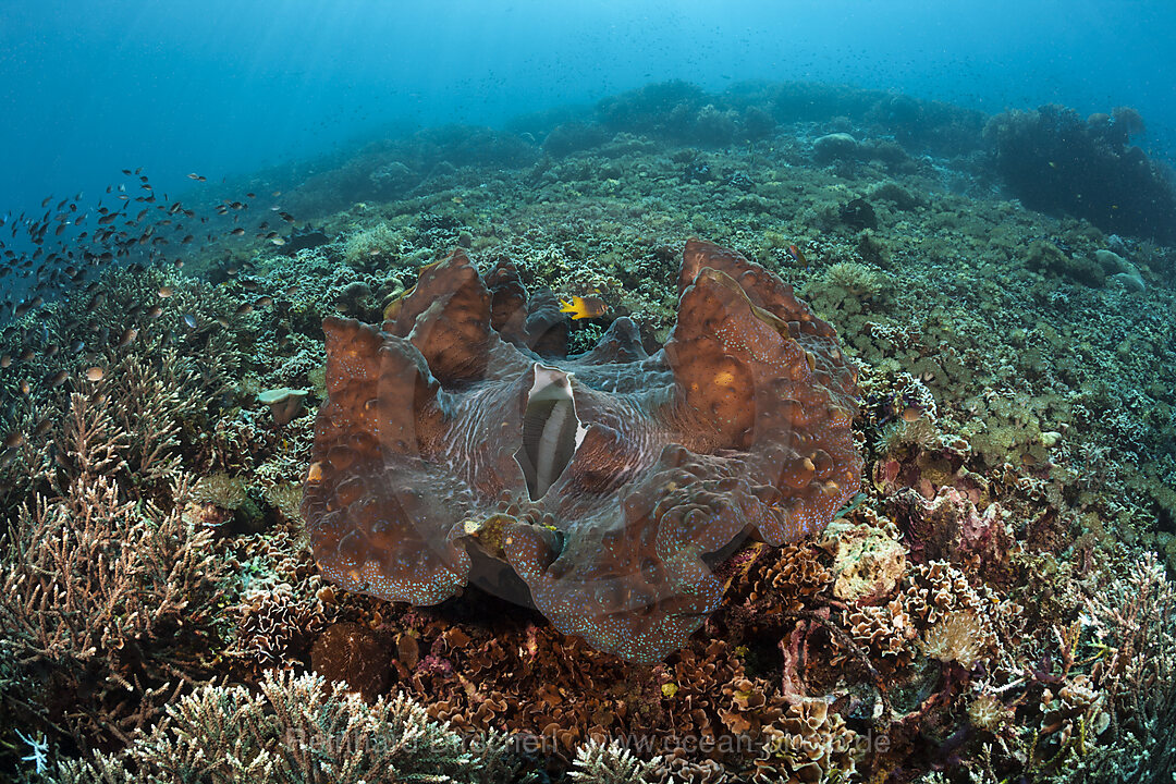 Moerdermuschel im Riff, Tridacna squamosa, Raja Ampat, West Papua, Indonesien