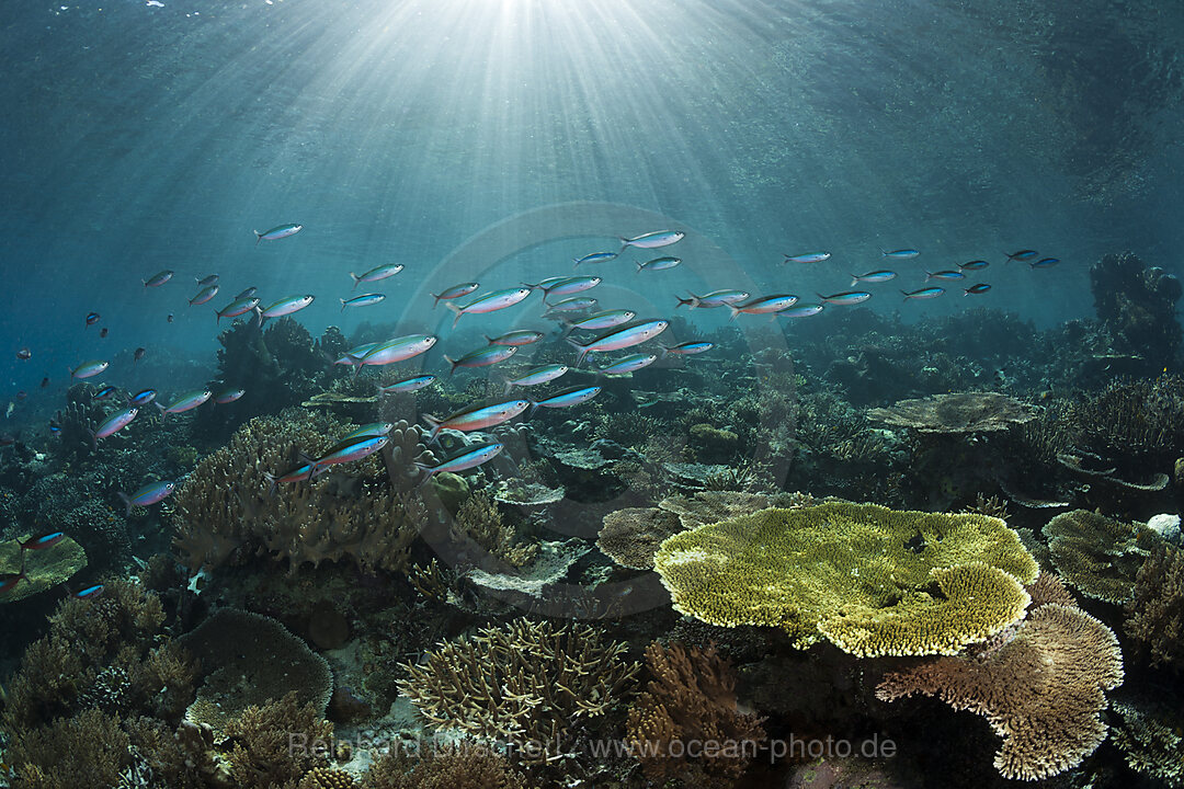 Hartkorallenriff, Raja Ampat, West Papua, Indonesien