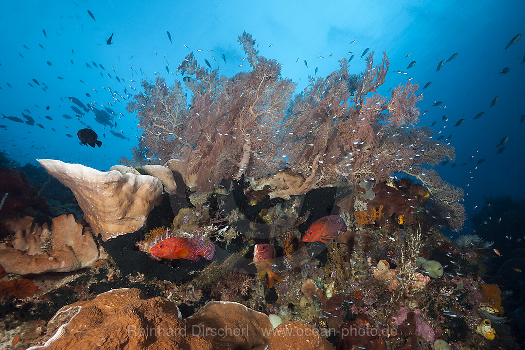 Artenreiches Korallenriff, Raja Ampat, West Papua, Indonesien