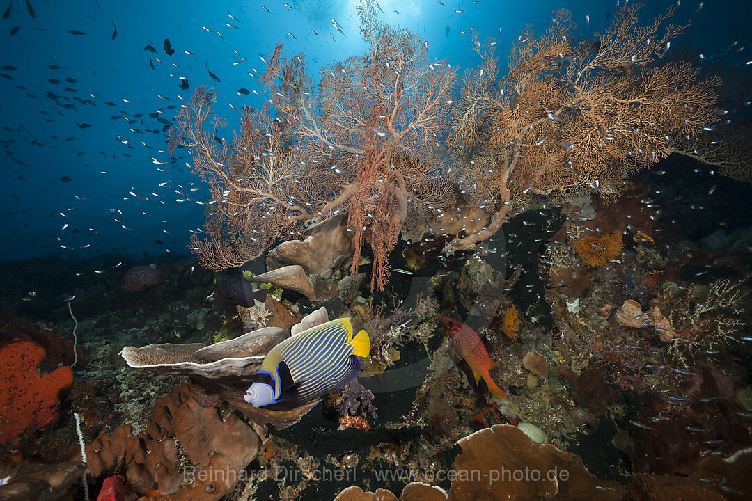 Artenreiches Korallenriff, Raja Ampat, West Papua, Indonesien