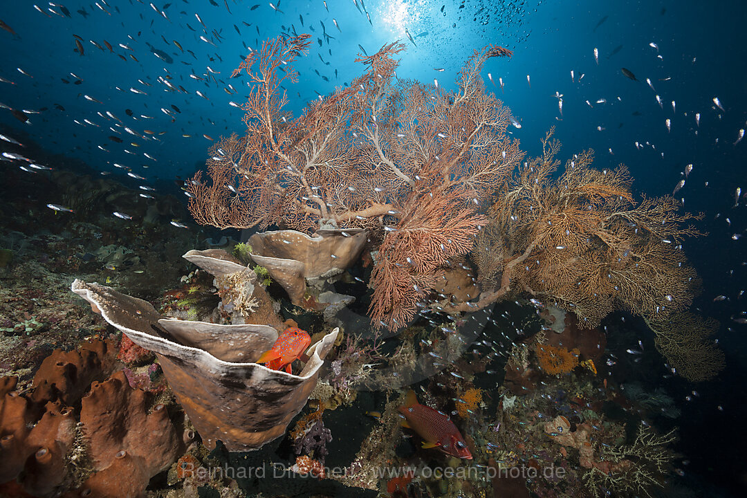 Artenreiches Korallenriff, Raja Ampat, West Papua, Indonesien