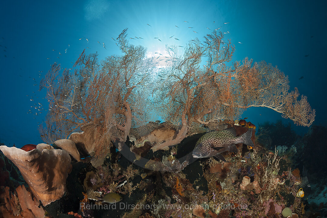 Artenreiches Korallenriff, Raja Ampat, West Papua, Indonesien