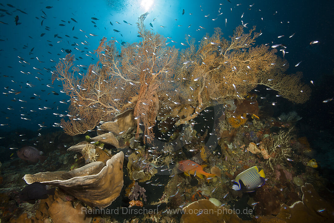 Artenreiches Korallenriff, Raja Ampat, West Papua, Indonesien