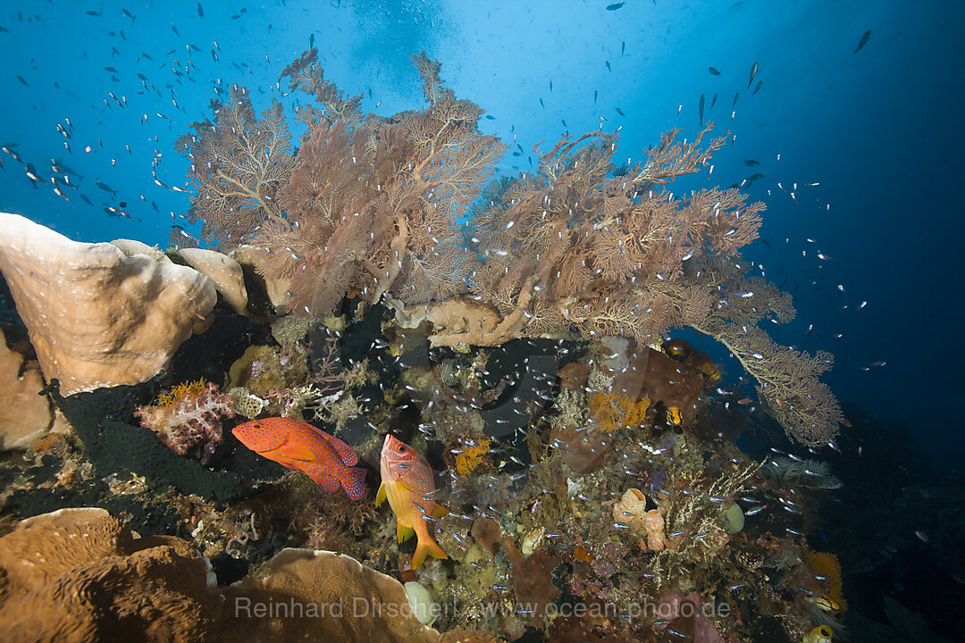 Artenreiches Korallenriff, Raja Ampat, West Papua, Indonesien