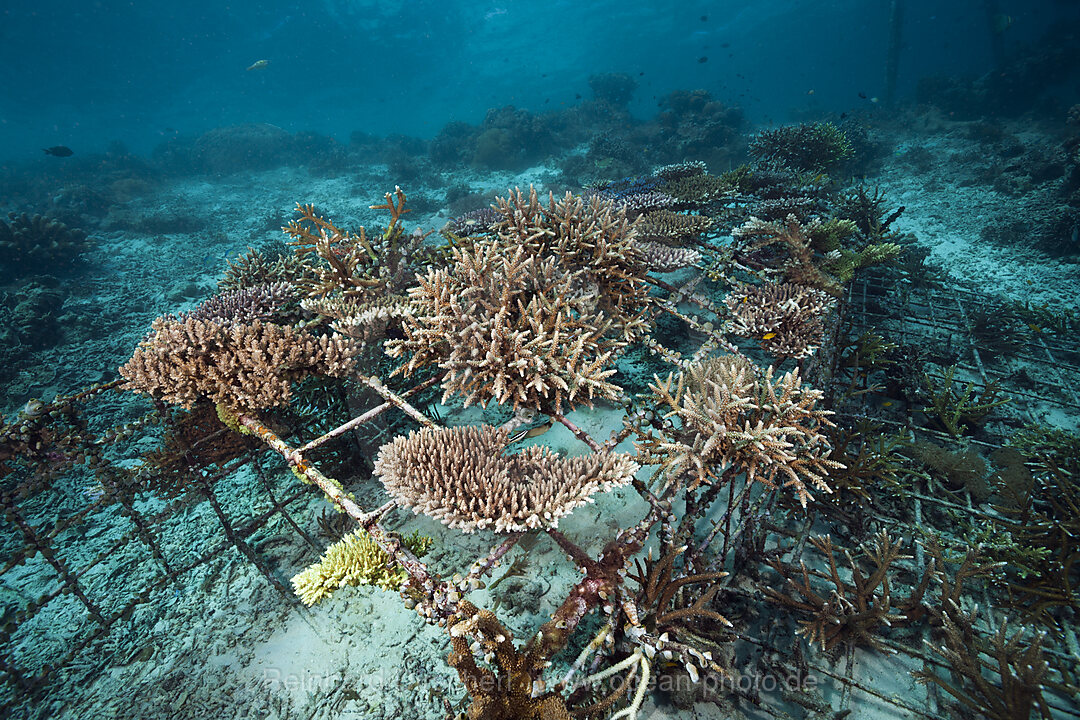 Riffaufbau Projekt, Raja Ampat, West Papua, Indonesien