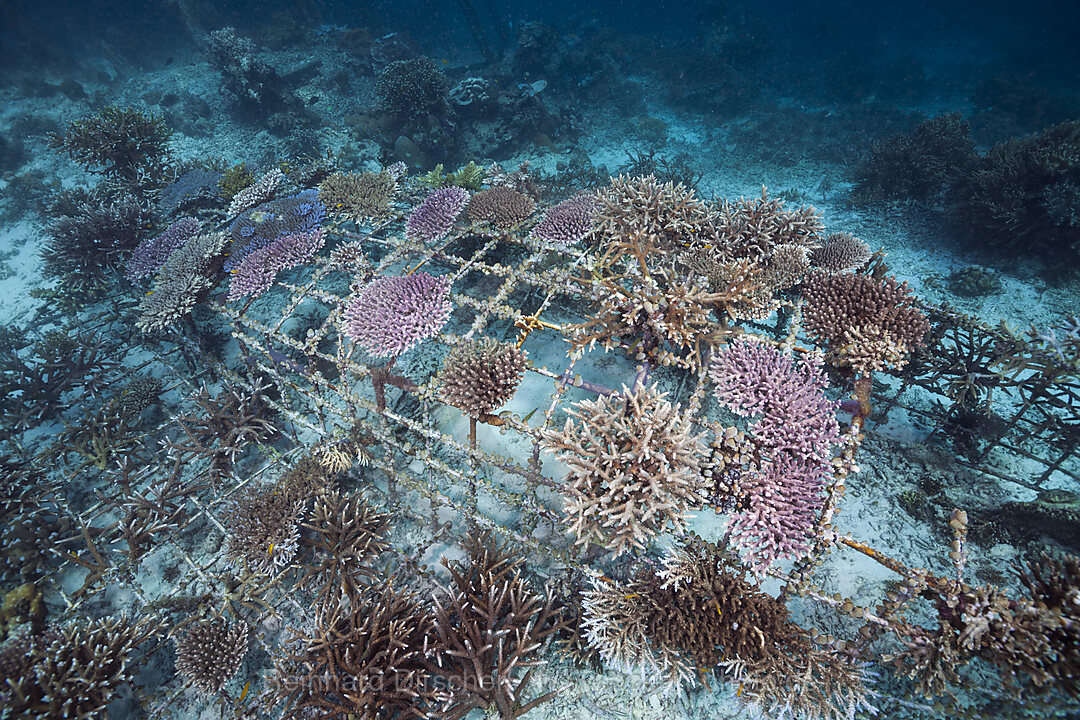 Riffaufbau Projekt, Raja Ampat, West Papua, Indonesien