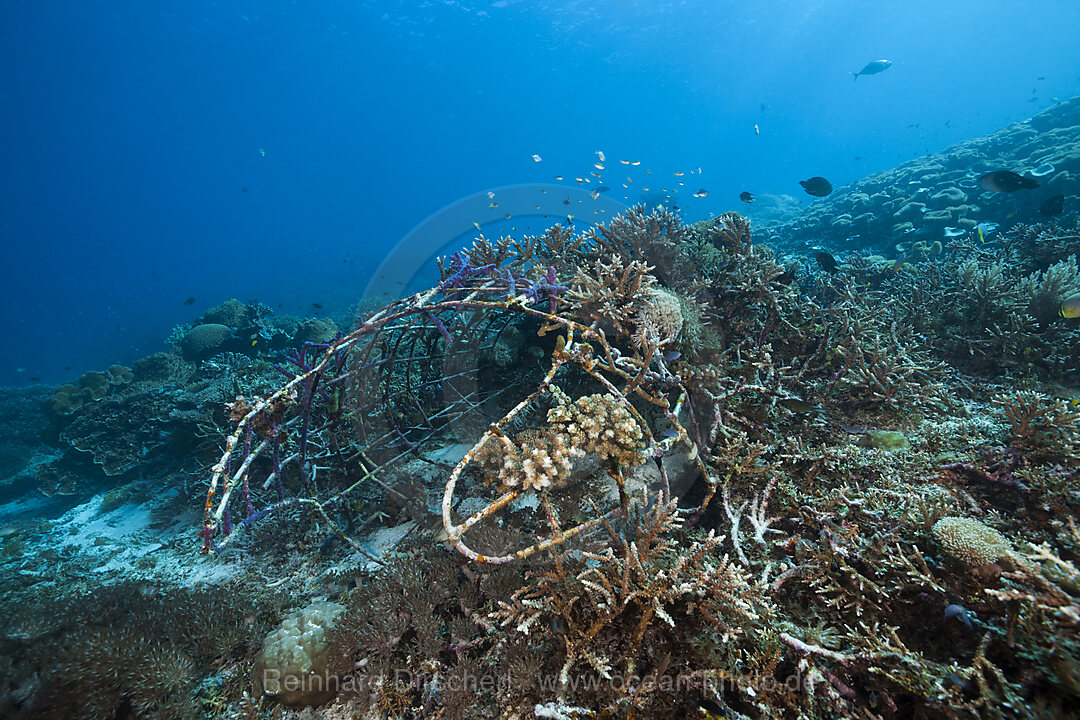 Riffaufbau Projekt, Raja Ampat, West Papua, Indonesien