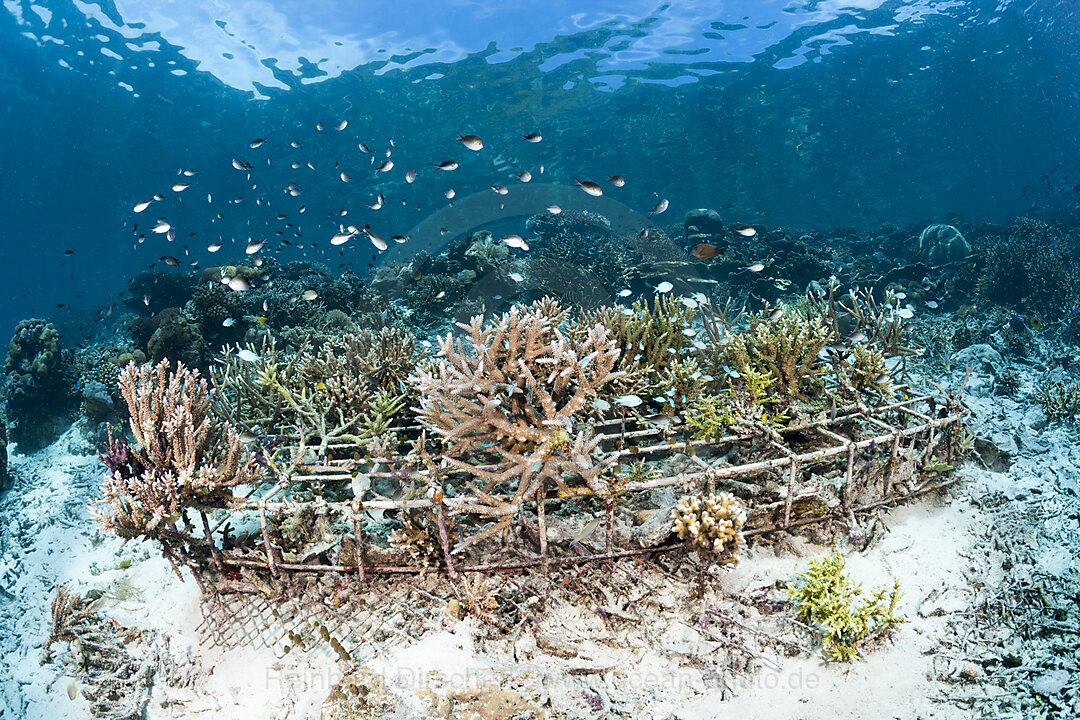 Riffaufbau Projekt, Raja Ampat, West Papua, Indonesien