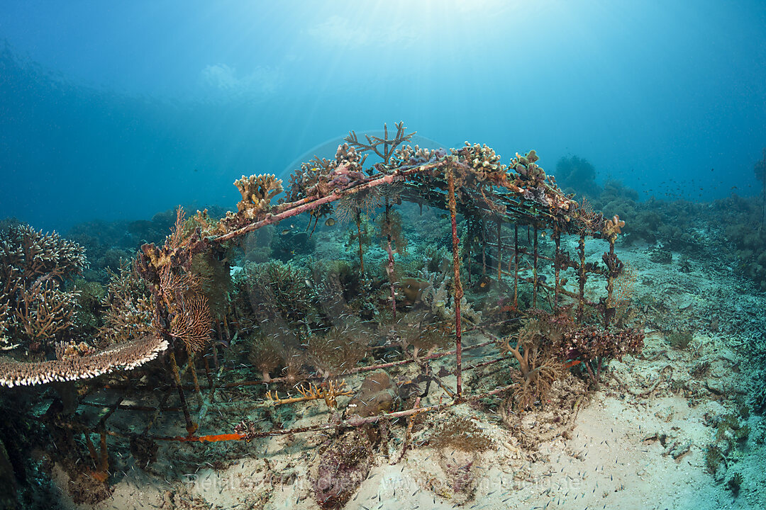 Riffaufbau Projekt, Raja Ampat, West Papua, Indonesien